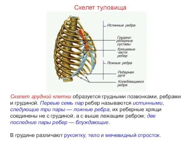 Скелет грудной клетки образуется грудными позвонками, ребрами и грудиной. Первые семь