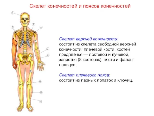 Скелет верхней конечности: состоит из скелета свободной верхней конечности: плечевой кости,