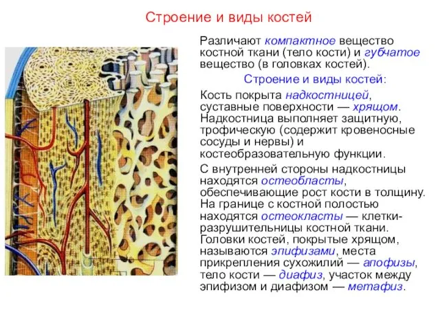 Строение и виды костей Различают компактное вещество костной ткани (тело кости)