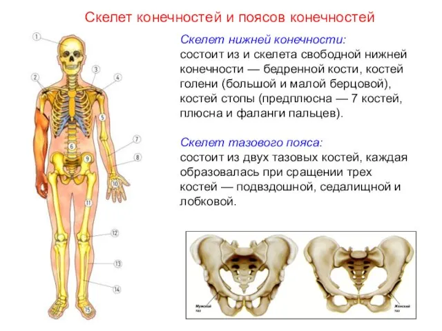 Скелет нижней конечности: состоит из и скелета свободной нижней конечности —