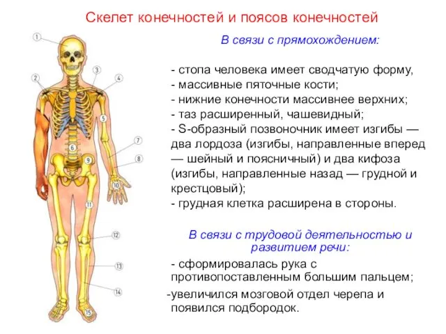 В связи с прямохождением: - стопа человека имеет сводчатую форму, -