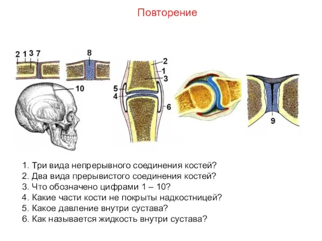 1. Три вида непрерывного соединения костей? 2. Два вида прерывистого соединения