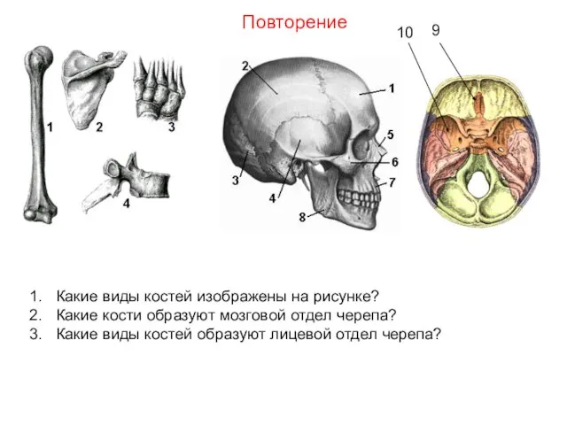 Какие виды костей изображены на рисунке? Какие кости образуют мозговой отдел