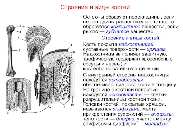 Строение и виды костей Остеоны образуют перекладины, если перекладины расположены плотно,