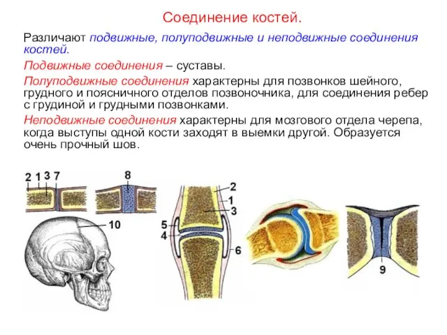 Различают подвижные, полуподвижные и неподвижные соединения костей. Подвижные соединения – суставы.