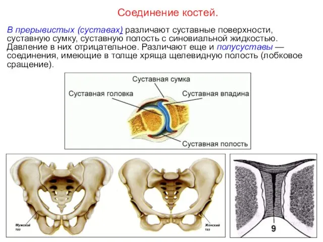 В прерывистых (суставах) различают суставные поверхности, суставную сумку, суставную полость с