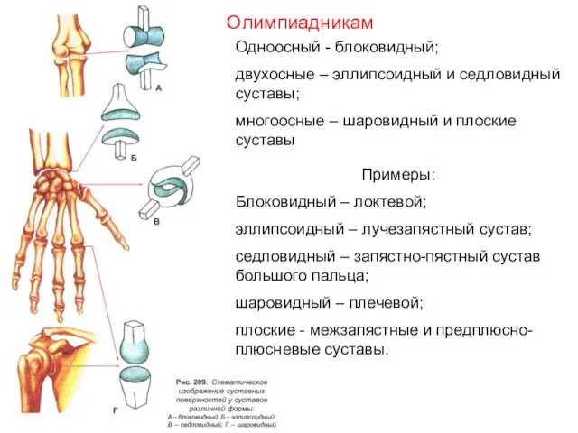 Примеры: Блоковидный – локтевой; эллипсоидный – лучезапястный сустав; седловидный – запястно-пястный