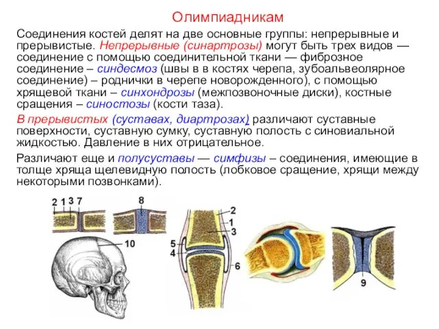 Соединения костей делят на две основные группы: непрерывные и прерывистые. Непрерывные