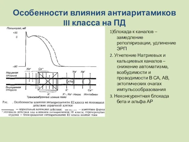 Особенности влияния антиаритамиков III класса на ПД 1)блокада к каналов –