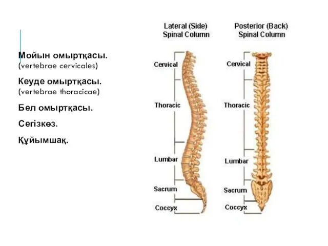 Мойын омыртқасы. (vertebrae cervicales) Кеуде омыртқасы. (vertebrae thoracicae) Бел омыртқасы. Сегізкөз. Құйымшақ.