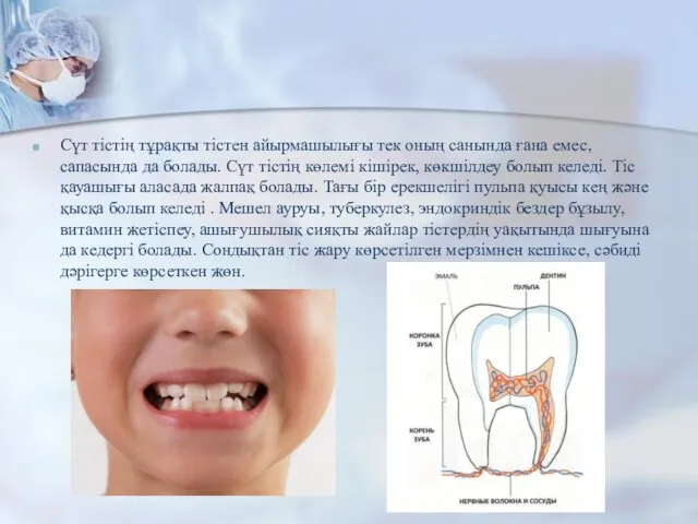 Сүт тістің тұрақты тістен айырмашылығы тек оның санында ғана емес, сапасында