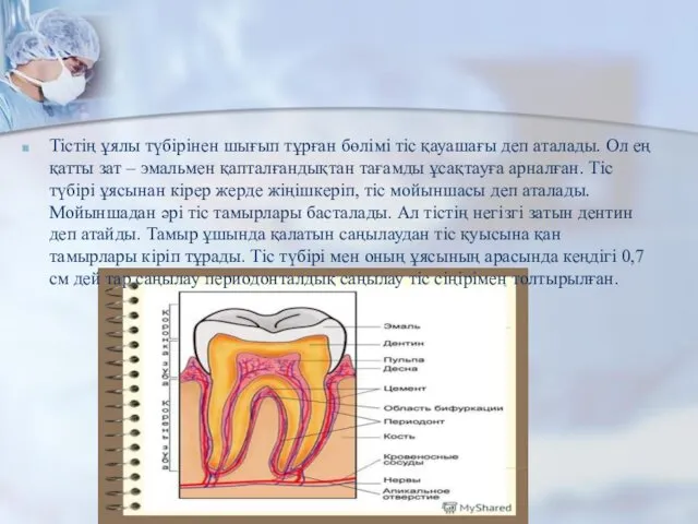 Тістің ұялы түбірінен шығып тұрған бөлімі тіс қауашағы деп аталады. Ол