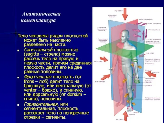 Анатомическая номенклатура Тело человека рядом плоскостей может быть мысленно разделено на