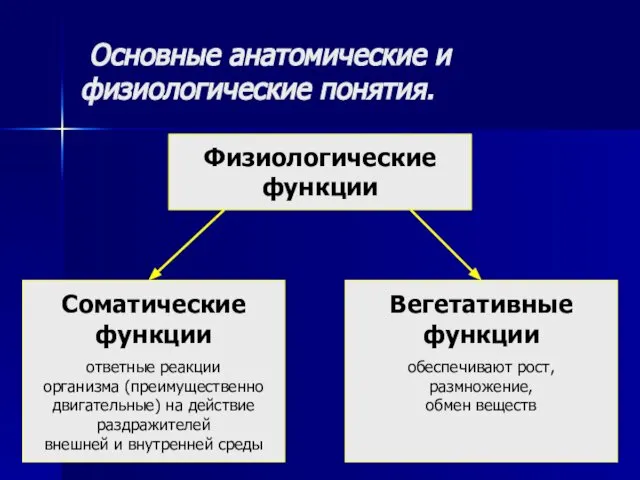 Основные анатомические и физиологические понятия. Физиологические функции Соматические функции ответные реакции