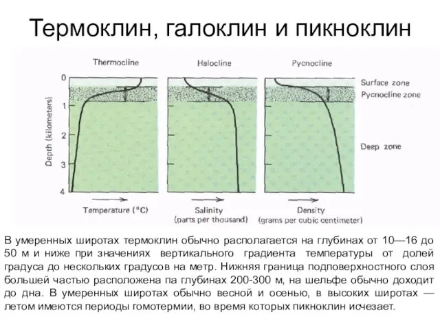 Термоклин, галоклин и пикноклин В умеренных широтах термоклин обычно располагается на