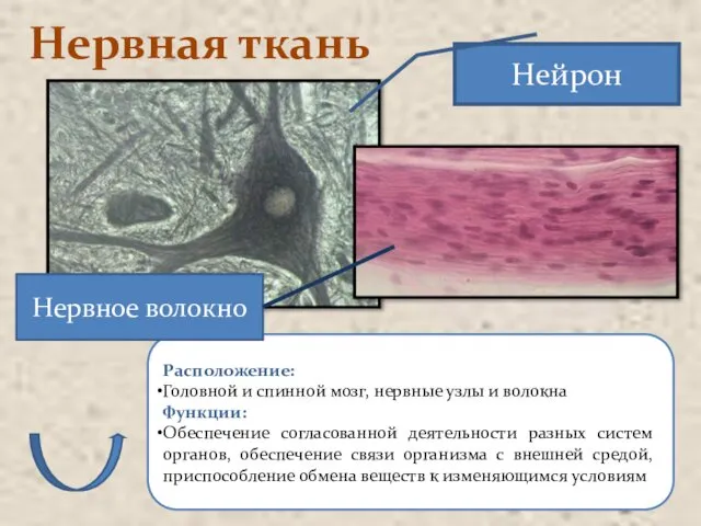 Нервная ткань Расположение: Головной и спинной мозг, нервные узлы и волокна