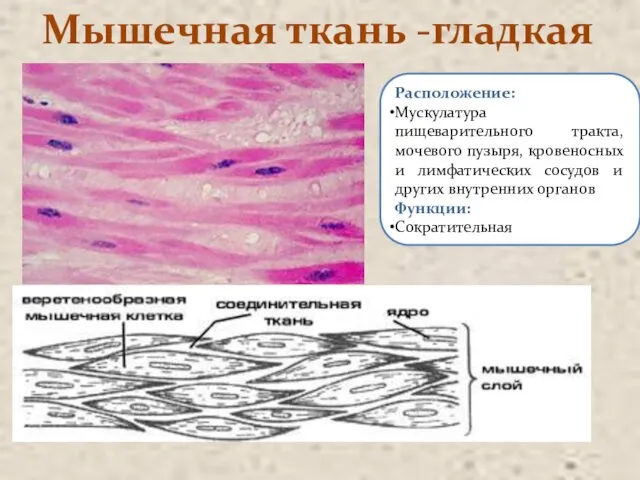 Мышечная ткань -гладкая Расположение: Мускулатура пищеварительного тракта, мочевого пузыря, кровеносных и