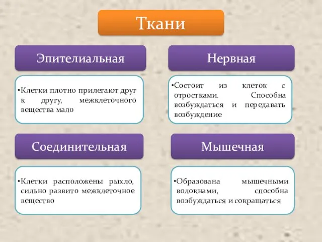 Ткани Эпителиальная Нервная Соединительная Мышечная Клетки плотно прилегают друг к другу,