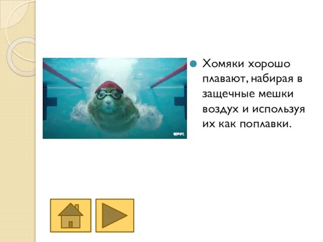 Хомяки хорошо плавают, набирая в защечные мешки воздух и используя их как поплавки.