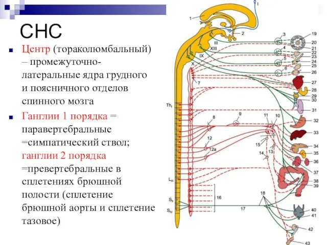 СНС Центр (тораколюмбальный) – промежуточно-латеральные ядра грудного и поясничного отделов спинного