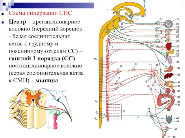 Схема иннервации СНС Центр – преганглионарное волокно (передний корешок - белая