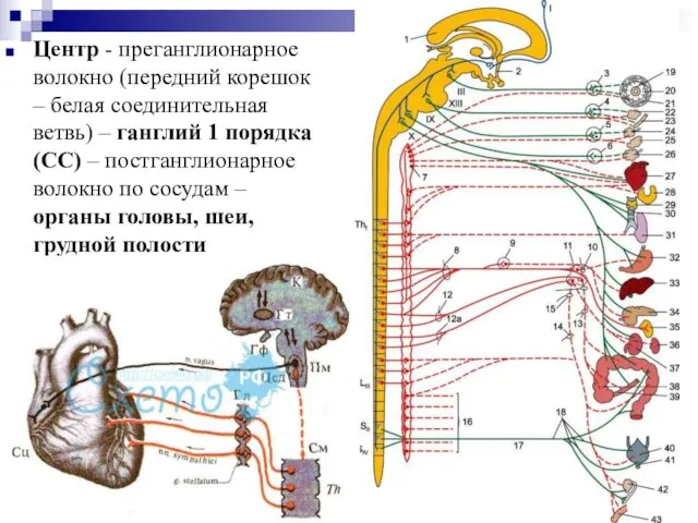 Центр - преганглионарное волокно (передний корешок – белая соединительная ветвь) –