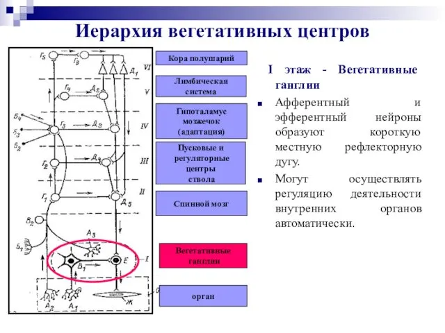 орган Вегетативные ганглии Спинной мозг Пусковые и регуляторные центры ствола Гипоталамус