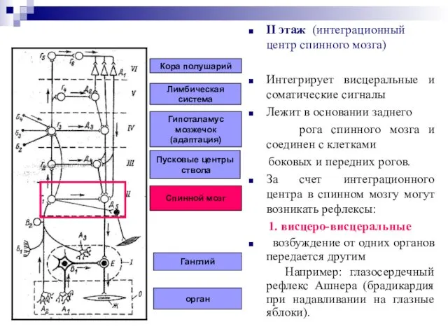 орган Ганглий Спинной мозг Пусковые центры ствола Гипоталамус мозжечок (адаптация) Лимбическая