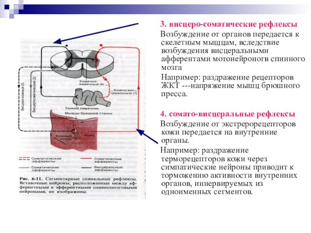 3. висцеро-соматические рефлексы Возбуждение от органов передается к скелетным мыщцам, вследствие