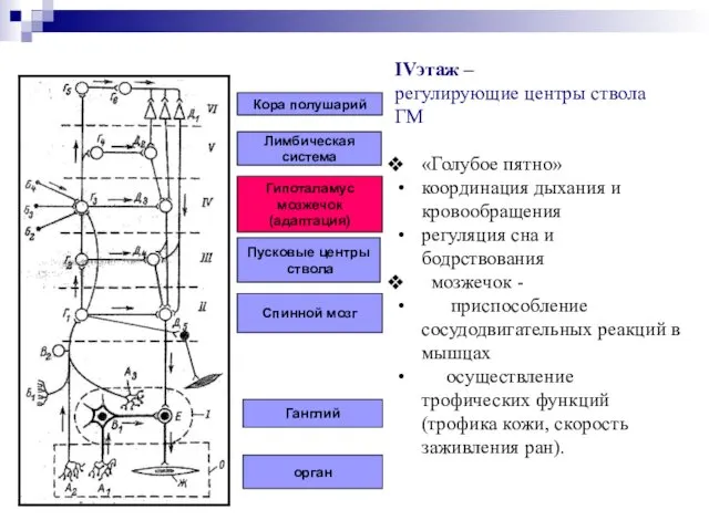 орган Ганглий Спинной мозг Пусковые центры ствола Гипоталамус мозжечок (адаптация) Лимбическая