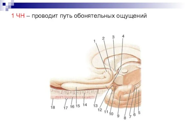 1 ЧН – проводит путь обонятельных ощущений