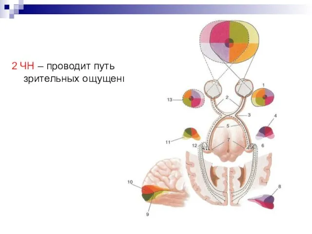 2 ЧН – проводит путь зрительных ощущений