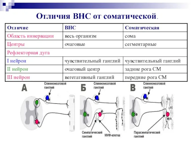 Отличия ВНС от соматической.