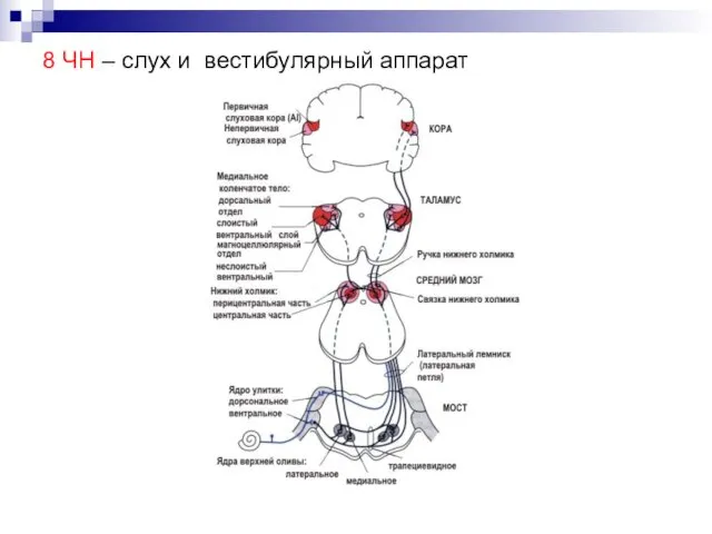 8 ЧН – слух и вестибулярный аппарат