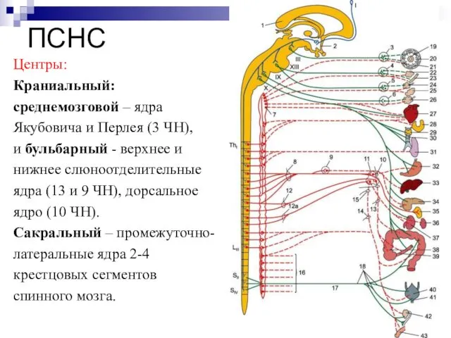 ПСНС Центры: Краниальный: среднемозговой – ядра Якубовича и Перлея (3 ЧН),