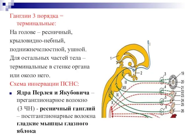 Ганглии 3 порядка = терминальные: На голове – ресничный, крыловидно-небный, поднижнечелюстной,