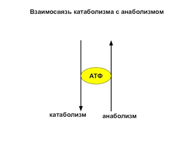 Взаимосвязь катаболизма с анаболизмом АТФ катаболизм анаболизм