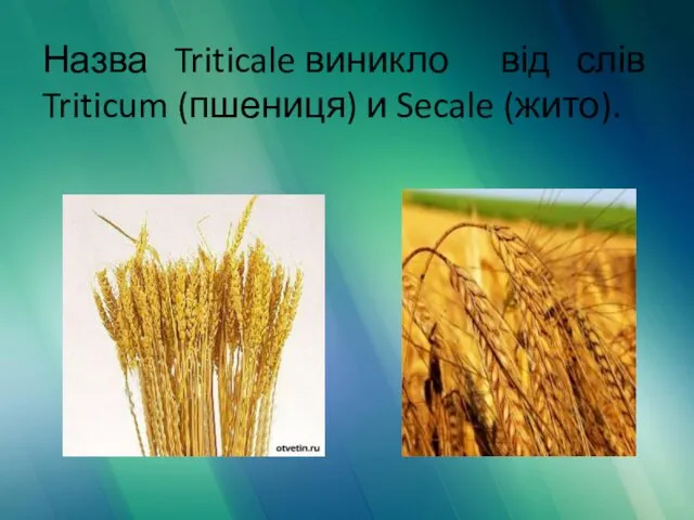 Назва Triticale виникло від слів Triticum (пшениця) и Secale (жито).