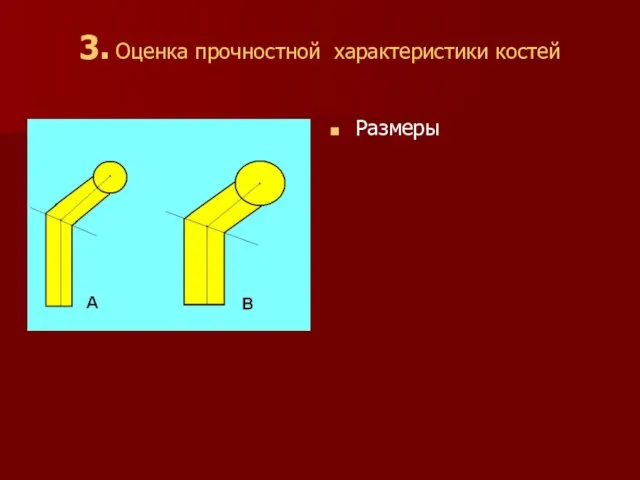 3. Оценка прочностной характеристики костей Размеры