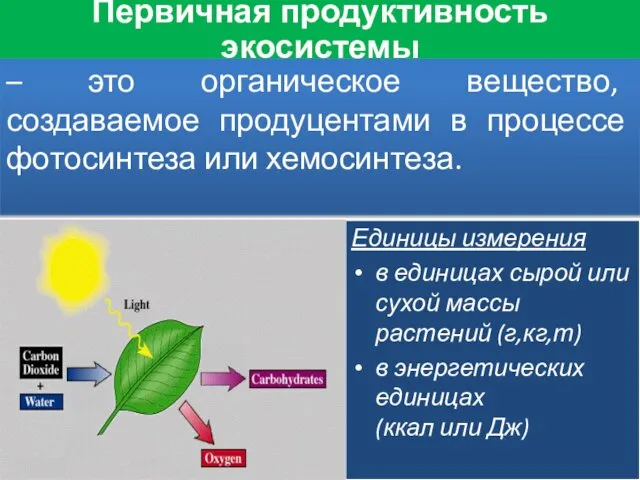 – это органическое вещество, создаваемое продуцентами в процессе фотосинтеза или хемосинтеза.