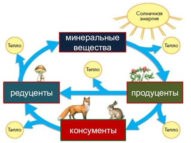 продуценты консументы редуценты минеральные вещества