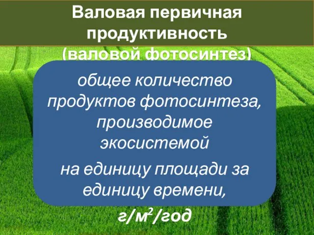 Валовая первичная продуктивность (валовой фотосинтез) общее количество продуктов фотосинтеза, производимое экосистемой