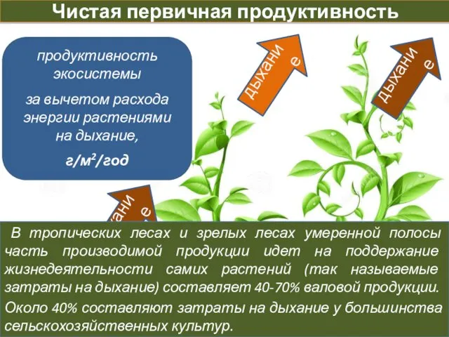 Чистая первичная продуктивность продуктивность экосистемы за вычетом расхода энергии растениями на