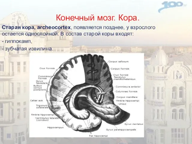 Конечный мозг. Кора. Старая кора, archeocortex, появляется позднее, у взрослого остается