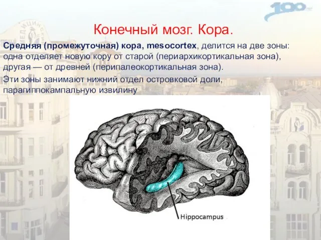 Конечный мозг. Кора. Средняя (промежуточная) кора, mesocortex, делится на две зоны: