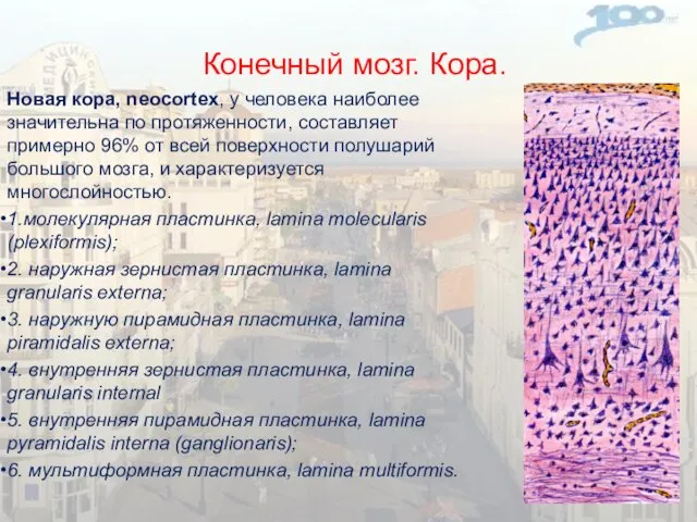 Конечный мозг. Кора. Новая кора, neocortex, у человека наиболее значительна по