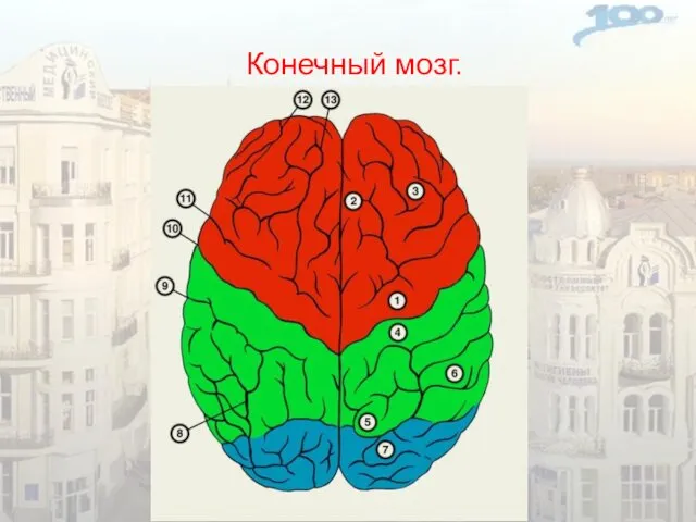 Конечный мозг.