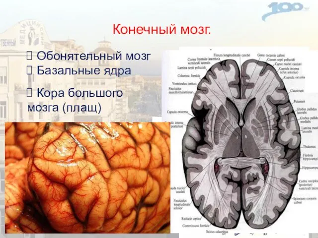 Конечный мозг. Обонятельный мозг Базальные ядра Кора большого мозга (плащ)