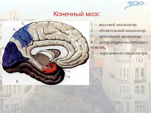 Конечный мозг. 1 — вкусовой анализатор; 2 — обонятельный анализатор; 3