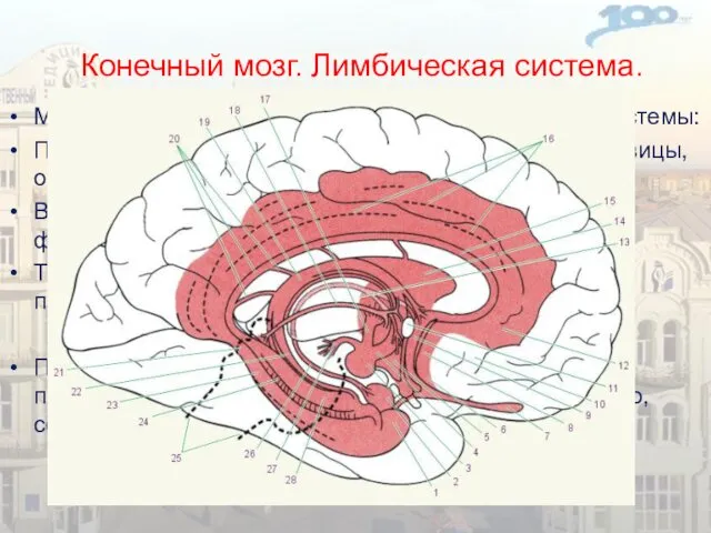 Конечный мозг. Лимбическая система. Морфофункциональная организация лимбической системы: Первый комплекс -